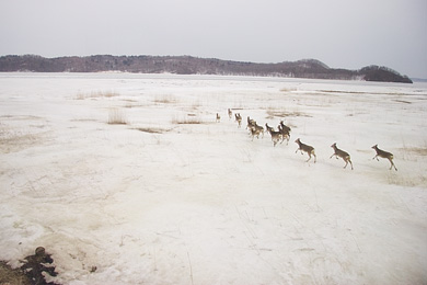 凍結した湖面を走る鹿