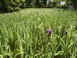 八橋かきつばた園