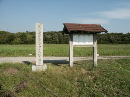 カキツバタ群落