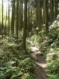 蔦の細道