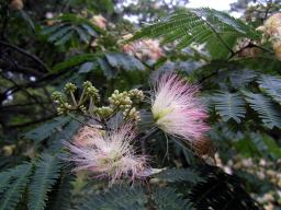 ねむの花