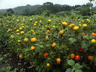 紅花の畑