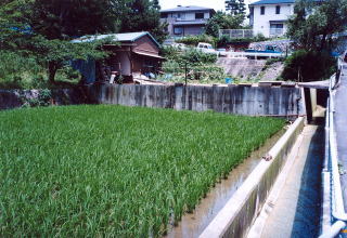 堤防下の水田