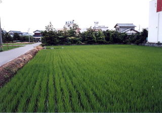 水田風景