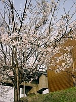 駅前に咲く桜