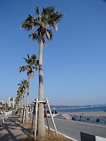 海岸通りに並ぶヤシの木