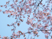 北海道で今年2度目の桜。贅沢です（クリックすると拡大します）