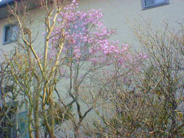 我が家の庭５「八汐つつじ（ピンク色）」