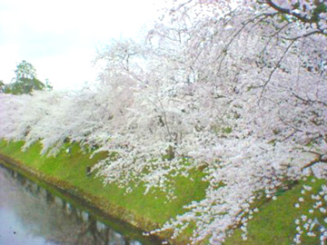 弘前城お堀に咲く桜達
