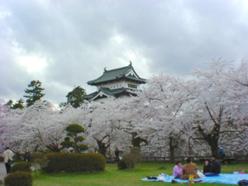 桜のじゅうたんに浮かぶ弘前城です