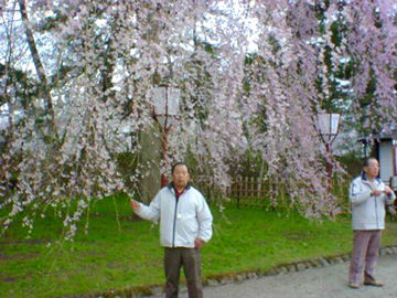 弘前城のしだれ桜と戯れる私（ベンチ）