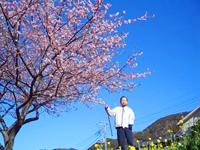 伊豆半島河津の桜とみなみの桜