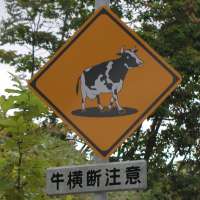 牛横断注意