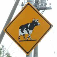 牛横断注意