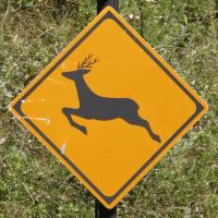 鹿飛び出し注意