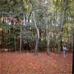 写真は大徳寺・高桐院の散紅葉です