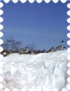 写真は大雪とカモの集団です
