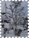 写真は庭木の積雪の様子です