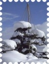 写真はシンボル松と降り積もった雪です