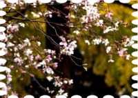 写真は伊佐須美神社の四季桜です