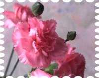 写真はピンクのカーネーション、今日の誕生花です