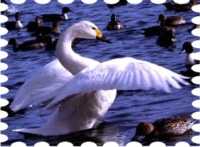 写真は猪苗代湖の白鳥です