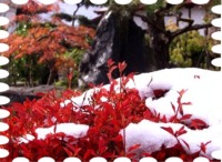写真は庭の初雪です