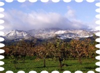 写真は初冠雪の里山と柿畑です