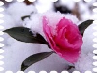 写真は山茶花と雪です