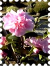 写真はピンクのさざんかの花です