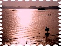 写真は夕景に染まる猪苗代湖の白鳥です。