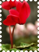 写真はシクラメンの赤花です。