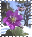 写真は紫の雪割草です
