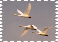 写真は佐賀瀬沼の白鳥です