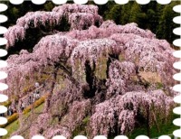 写真は滝桜です