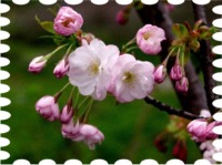 写真は八重桜です