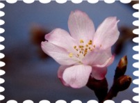 写真は十月桜です