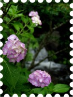 写真は伊佐須美神社の紫陽花です。