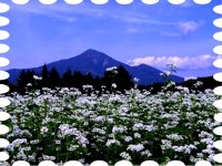 写真は磐梯山と蕎麦畑です。