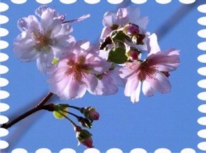 写真は青空と１０月桜です。