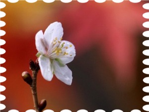 写真は庭の冬桜です。