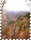 写真は吉野山の桜です