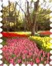 写真は京都府立植物園のチューリップです