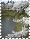 写真はお堀の桜です