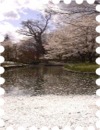 写真はあやめ池の散り桜です