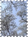 写真は桜と青空です