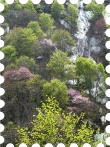写真は会津高原の新緑と山桜です。