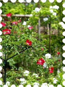 写真は庭のスタンダード仕立ての薔薇です。