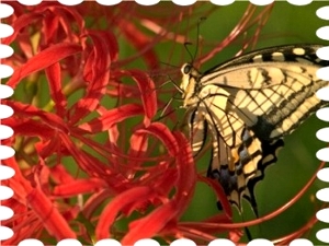 写真は彼岸花とキアゲハ蝶です。