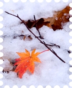 写真は初雪と紅葉です。